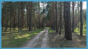 Дорога по лесу возле деревни Напутново