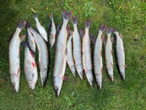 Щука, жерех, голавль, окунь - хищная рыба в Аббакумово Владимирская область, хороший улов на Клязьме